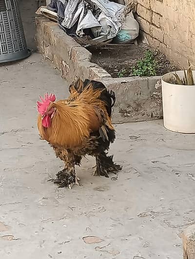 for sale