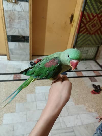 raw parrot for sale