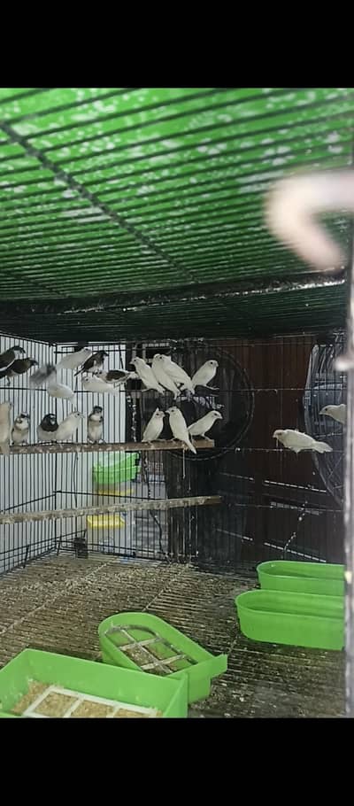 bengalese finch available all are breeder