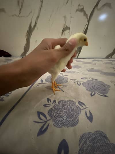 Shamoo chick for sale male 5500