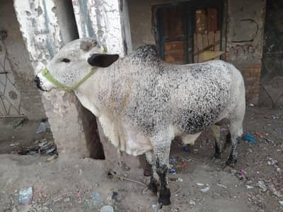 Qurbani ka Janwar 2 DAnT