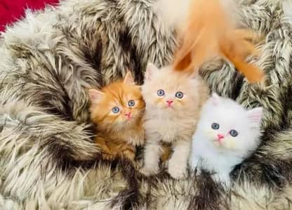 Persian cat triple cod for sale,my WhatsApp number 03274272410
