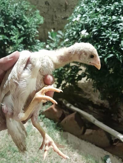 Heera asee chicks 03182025009