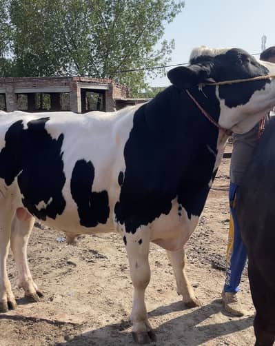 Wacha/ bull/ Qurbani ka liya behtreen ha