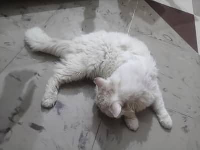 Persian double eyes