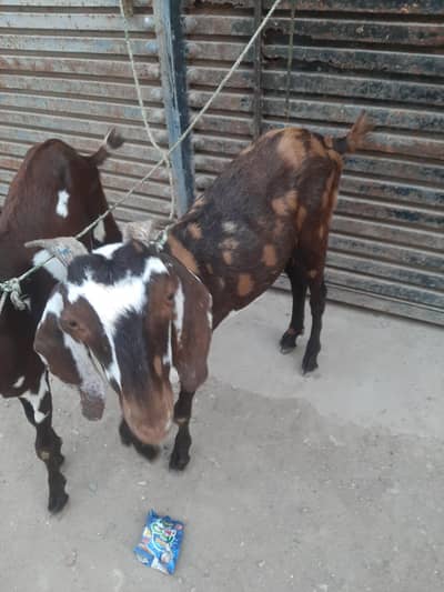 2 bakre for sale qurbani 2 dant