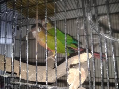 yellow sided or  green chick conure  pair for sale