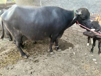 cows for sale