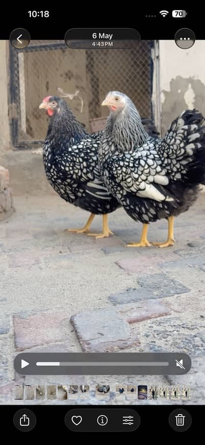 Wyandotte Silver Laced Females