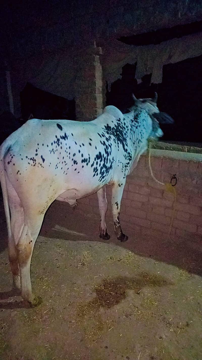 بیل برائے فروخت 1
