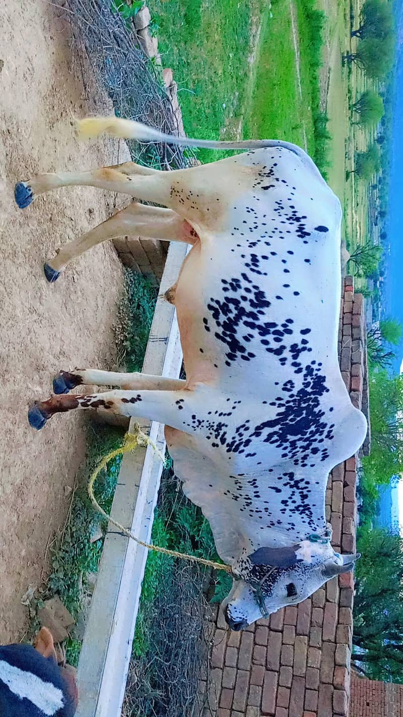 بیل برائے فروخت 2