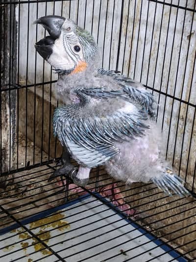 malucan cockatoo chick
