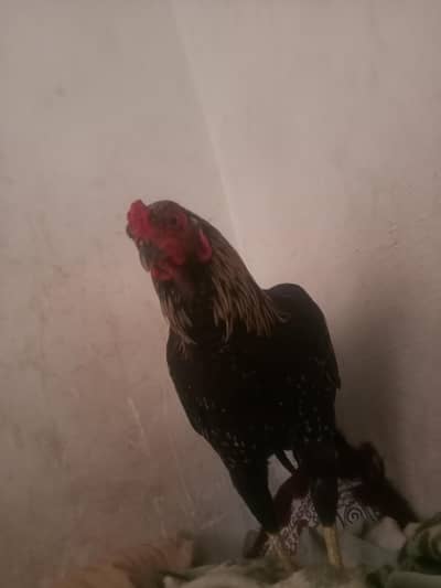 black goldenclor