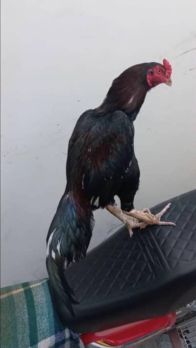 HIGH QUALITY ASEEL MURGA FOR SALE