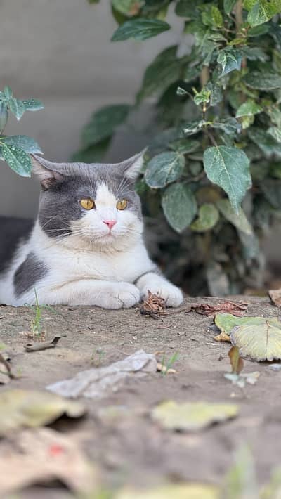 Scottish Fold Kittens | Fluffy | Kittens | Imported Kittens | Cat