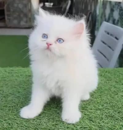 Persian cat triple cod for sale,my WhatsApp number 03274272410