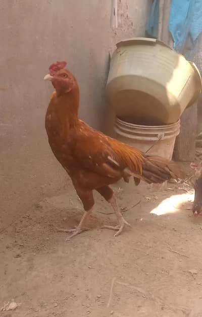 2 female hen and 1 male hen with baby hen