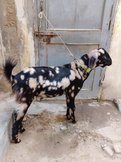 khoobsurat print Munda bakra for qurbani