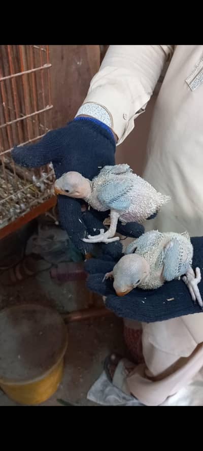 Pahari Chicks Home Breed Each 9500