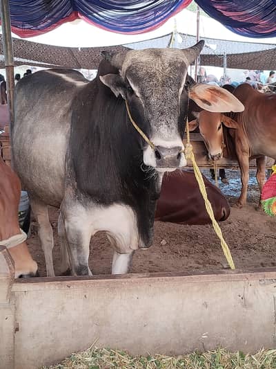 khera
