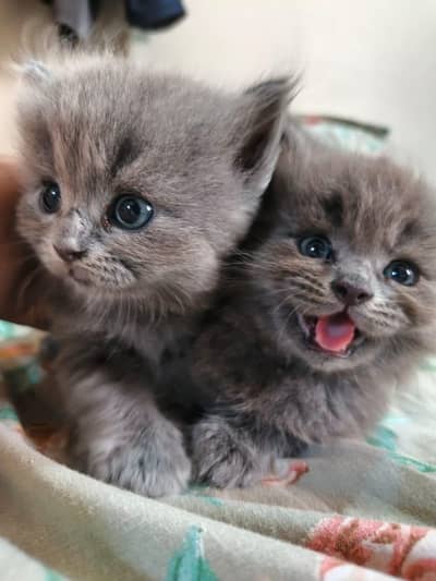 2 female 2 male aik kitten 12000 ka