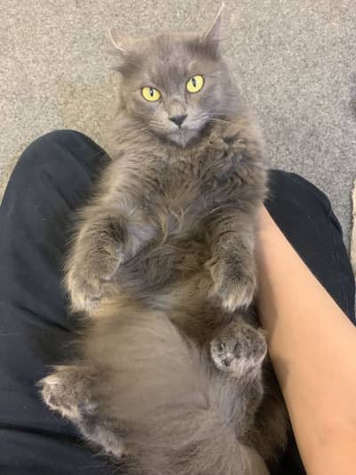 Im selling my cat