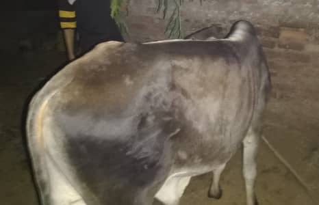 Qurbani bacha