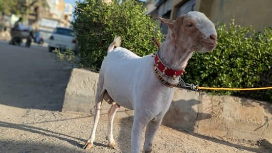 teddy bakra