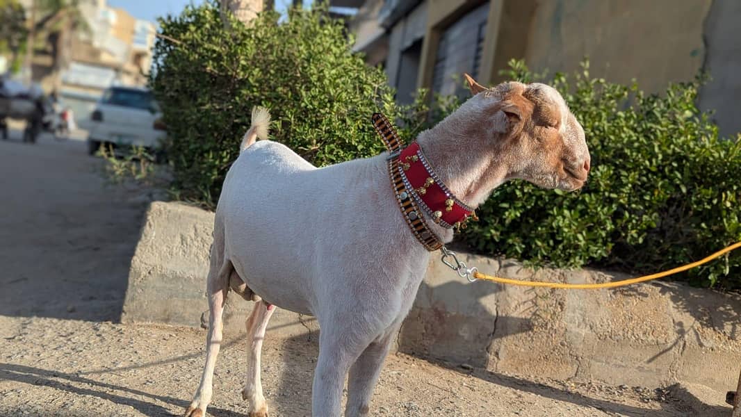 teddy bakra 1