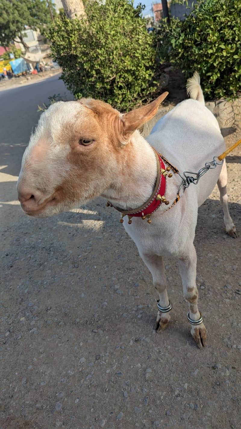 teddy bakra 2