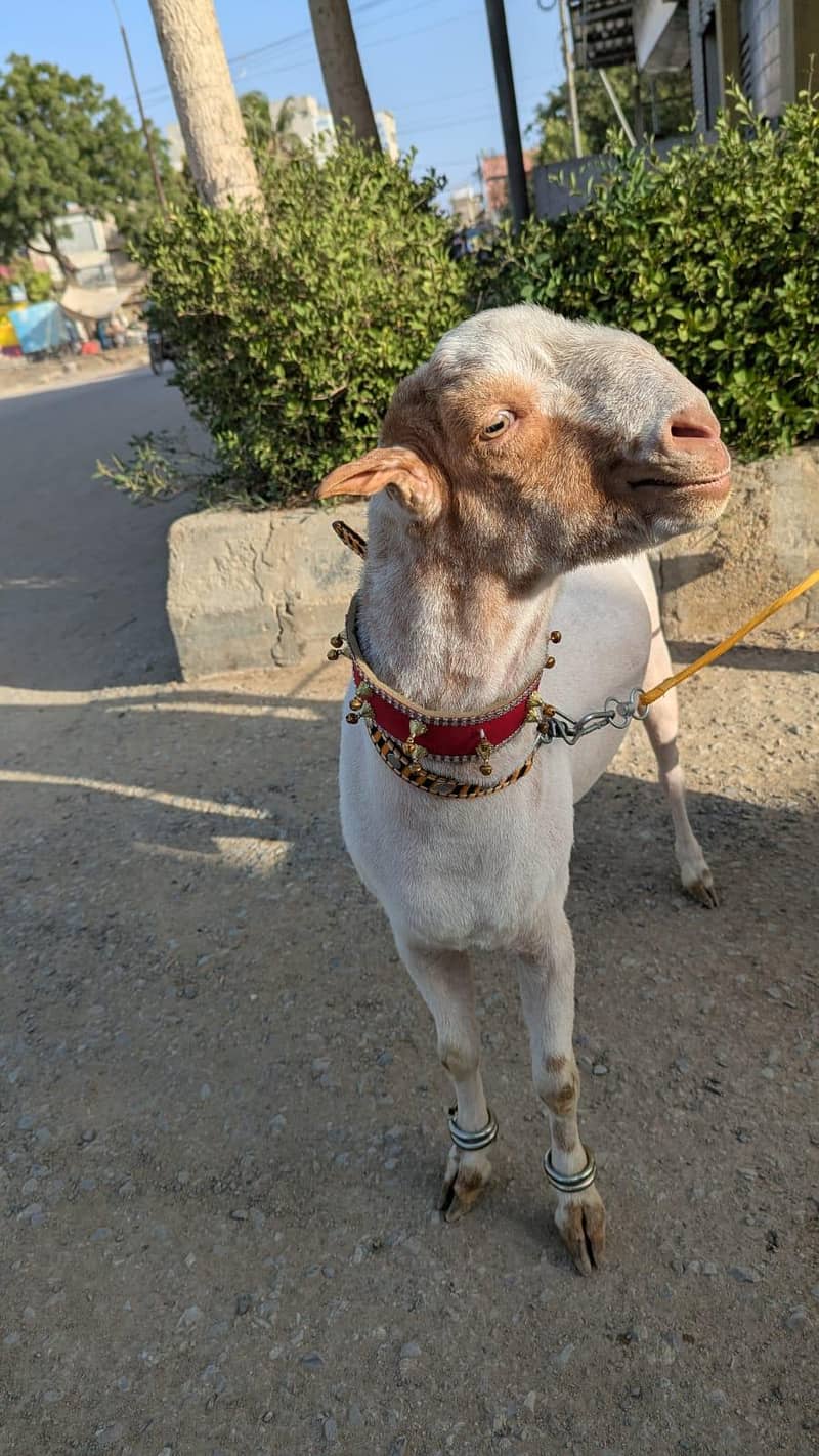 teddy bakra 5