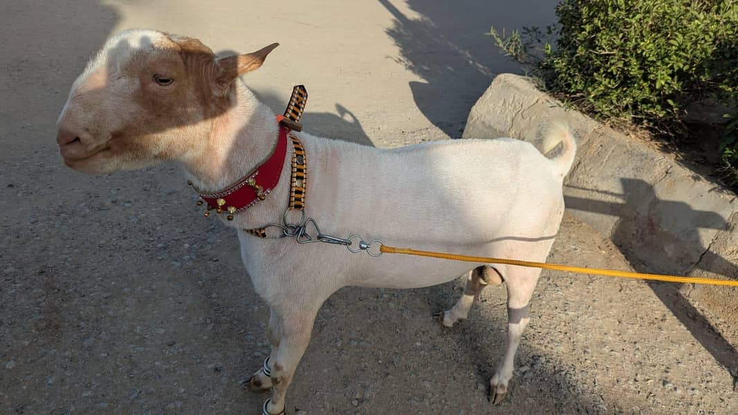 teddy bakra 6