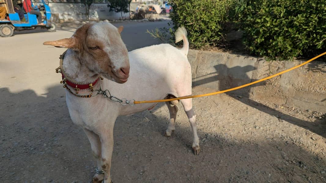 teddy bakra 7