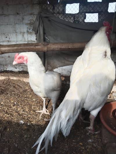 héera aseel chicks . 03426583480