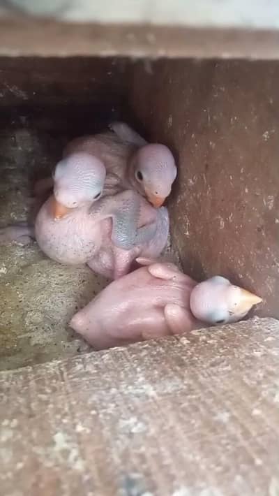 home breed chick