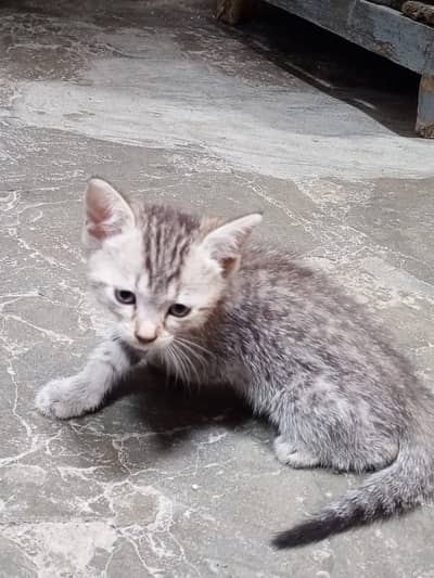 3 Female Persian Cats