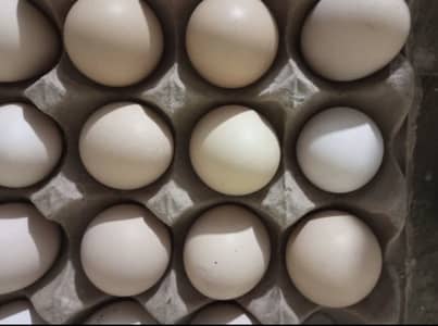 Aseel Egg For sale 100% fartile per egg price 250