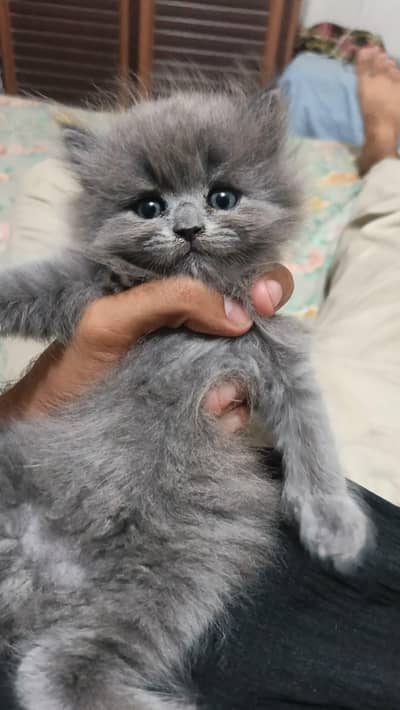 4 persian kittens fully active litter train 1 single kitten 12000 ka