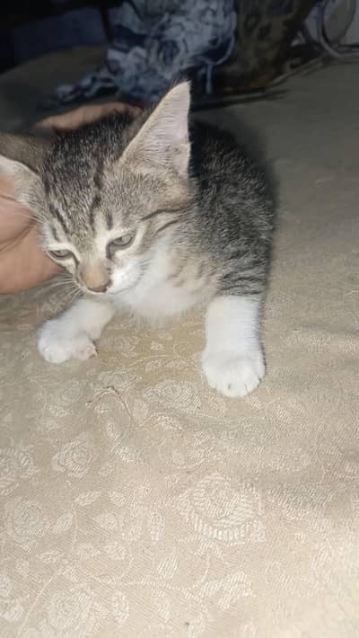 MIX BREED X PERSIOAN