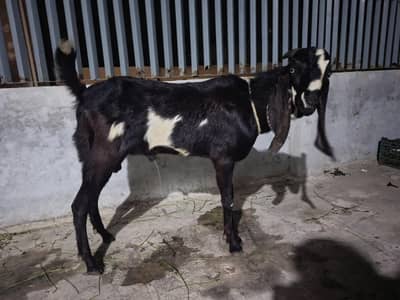 Qurbani donda bakra for sale.