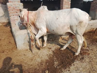 Bachra for sale 2 dant for qurbani boht low Price