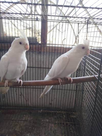 Red Eyes Cockatiel Parrots for sale