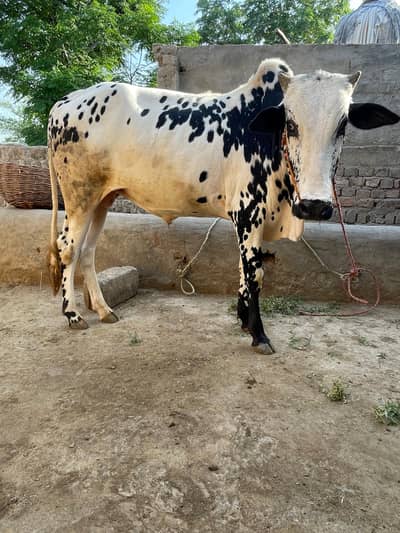 behra for sale qurbani