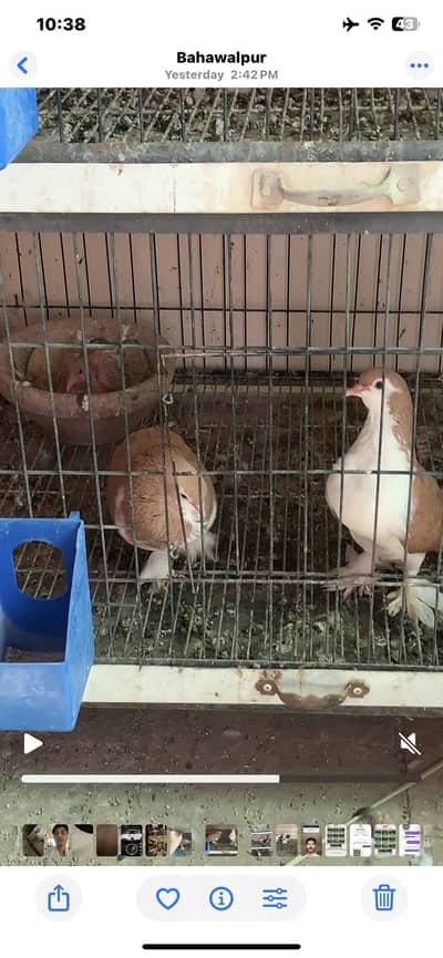 Sherazi breeder pair with chick