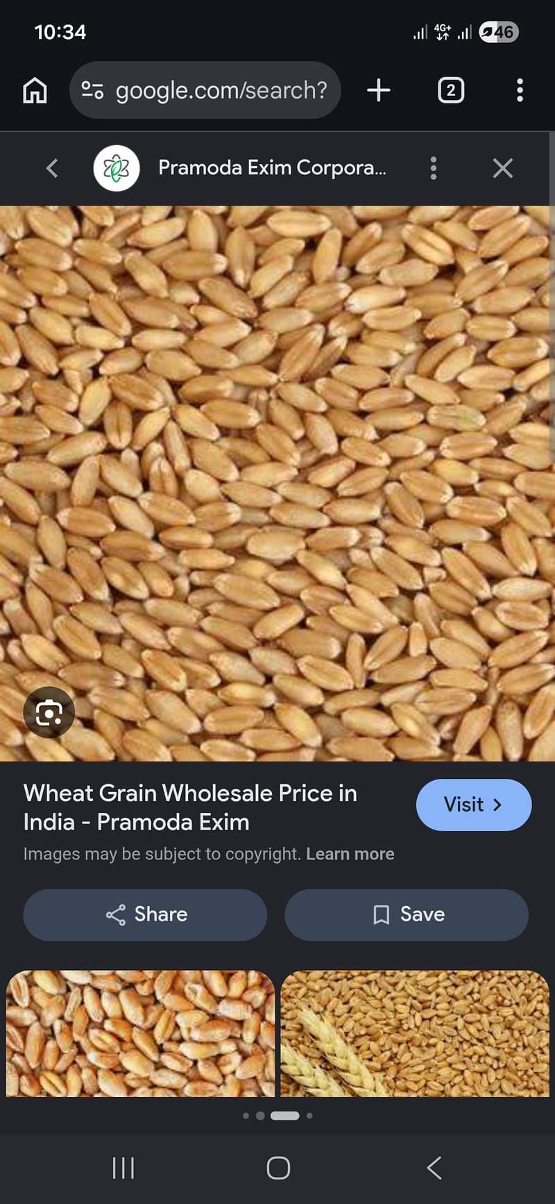 wheat gandum 0