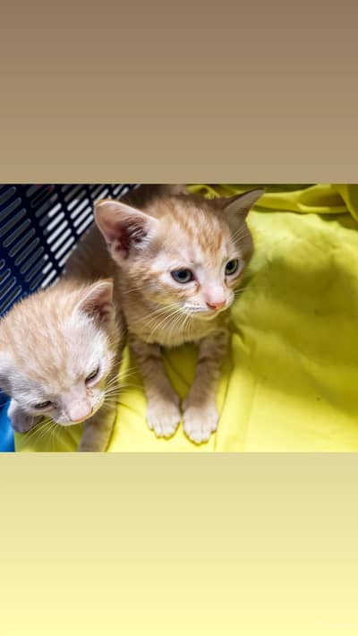 cats for adoption