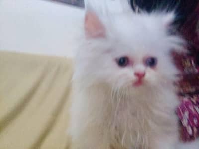 cute Persian cat for sale