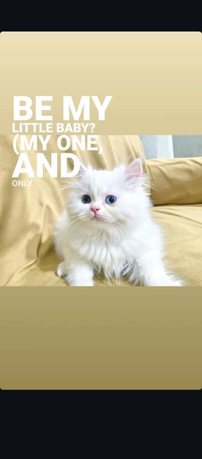 cute Persian cat for sale with accessories