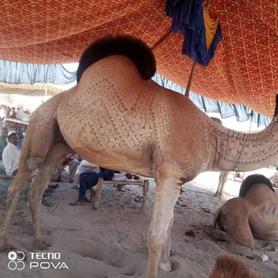 camel for sale 03299159285