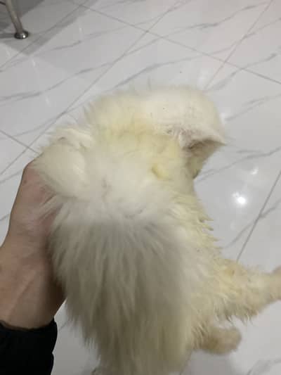 Persian kitten (03188711489)